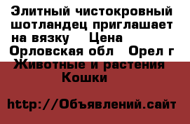 Элитный чистокровный шотландец приглашает на вязку. › Цена ­ 1 500 - Орловская обл., Орел г. Животные и растения » Кошки   